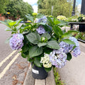 Hydrangea macrophylla 'Hi River Blue' - Sprouts of Bristol