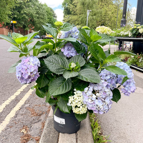 Hydrangea macrophylla 'Hi River Blue' - Sprouts of Bristol