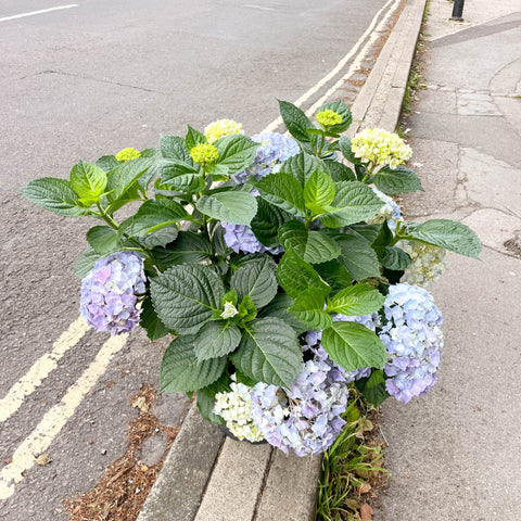 Hydrangea macrophylla 'Hi River Blue' - Sprouts of Bristol