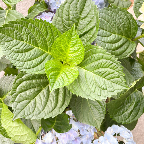Hydrangea macrophylla 'Hi River Blue' - Sprouts of Bristol
