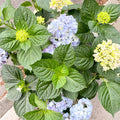Hydrangea macrophylla 'Hi River Blue' - Sprouts of Bristol