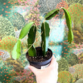 Hylocereus undatus – Dragon Fruit Cactus - Sprouts of Bristol