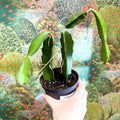Hylocereus undatus – Dragon Fruit Cactus - Sprouts of Bristol