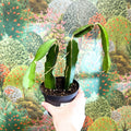 Hylocereus undatus – Dragon Fruit Cactus - Sprouts of Bristol