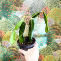Hylocereus undatus – Dragon Fruit Cactus - Sprouts of Bristol