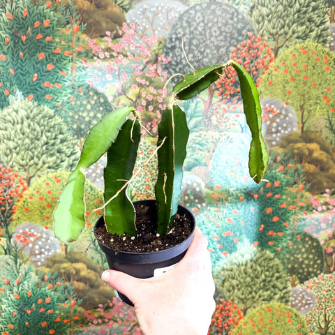 Hylocereus undatus – Dragon Fruit Cactus - Sprouts of Bristol