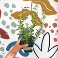 Hyssopus officinalis - Hyssop - British Grown Culinary Herb - Sprouts of Bristol