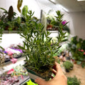 Hyssopus officinalis - Hyssop - British Grown Culinary Herb - Sprouts of Bristol
