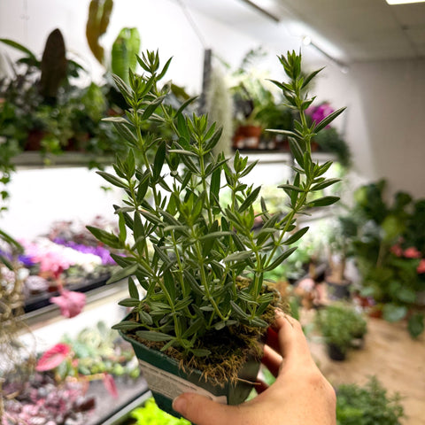 Hyssopus officinalis - Hyssop - British Grown Culinary Herb - Sprouts of Bristol