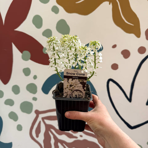 Iberis sempervirens ‘Snowcone’ - Candytuft - British Grown Evergreen Perennial Alpine - Sprouts of Bristol
