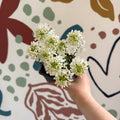 Iberis sempervirens ‘Snowcone’ - Candytuft - British Grown Evergreen Perennial Alpine - Sprouts of Bristol