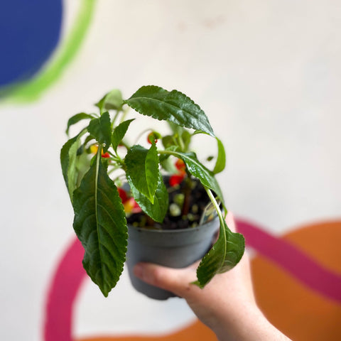 Impatiens niamniamensis - Parrot Plant - Welsh Grown - Sprouts of Bristol