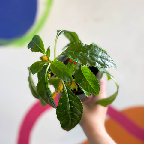 Impatiens niamniamensis - Parrot Plant - Welsh Grown - Sprouts of Bristol