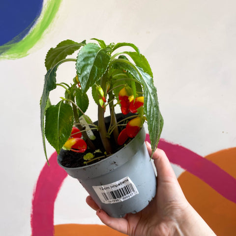 Impatiens niamniamensis - Parrot Plant - Welsh Grown - Sprouts of Bristol