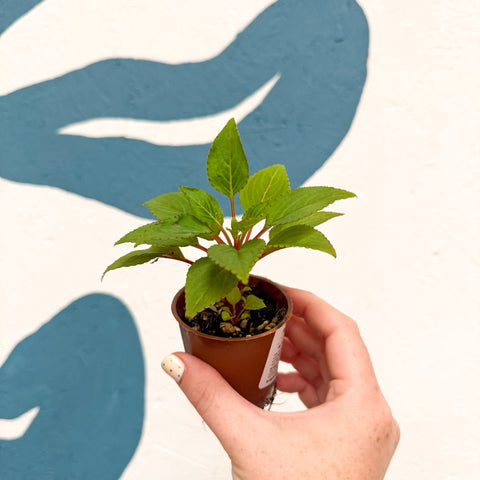 Impatiens parasitica - Welsh Grown - Sprouts of Bristol