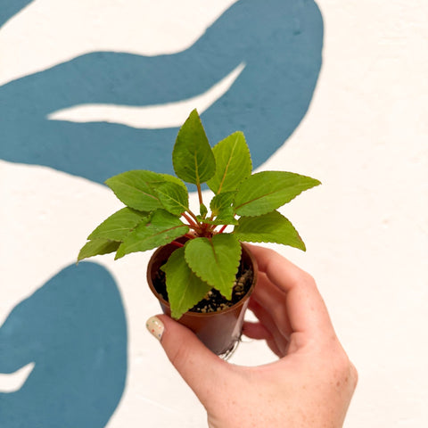 Impatiens parasitica - Welsh Grown - Sprouts of Bristol