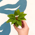 Impatiens parasitica - Welsh Grown - Sprouts of Bristol