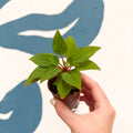 Impatiens parasitica - Welsh Grown - Sprouts of Bristol