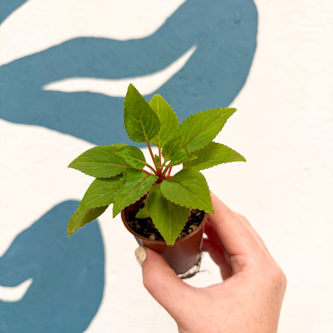 Impatiens parasitica - Welsh Grown - Sprouts of Bristol