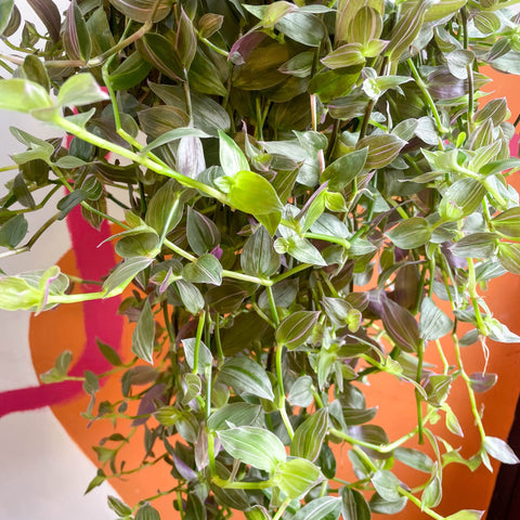 Inch Plant - Tradescantia fluminensis 'Pink Hill' - Sprouts of Bristol