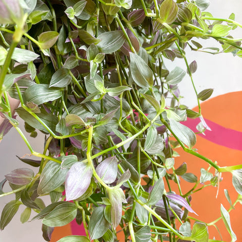 Inch Plant - Tradescantia fluminensis 'Pink Hill' - Sprouts of Bristol