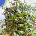Inch Plant - Tradescantia fluminensis 'Pink Hill' - Sprouts of Bristol