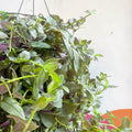 Inch Plant - Tradescantia fluminensis 'Pink Hill' - Sprouts of Bristol