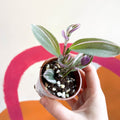 Inch Plant - Tradescantia fluminensis 'Sweetness' - Welsh Grown - Sprouts of Bristol