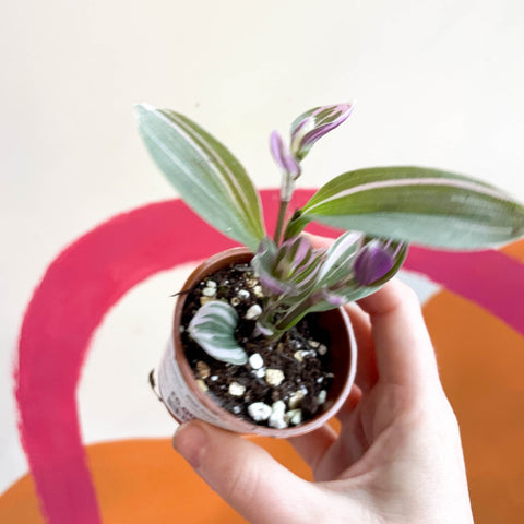 Inch Plant - Tradescantia fluminensis 'Sweetness' - Welsh Grown - Sprouts of Bristol