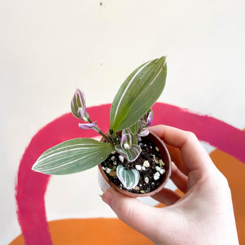 Inch Plant - Tradescantia fluminensis 'Sweetness' - Welsh Grown - Sprouts of Bristol