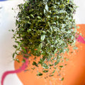 Inch Plant - Tradescantia gibasis 'Bridal Veil' - Sprouts of Bristol