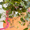Inch Plant - Tradescantia gibasis 'Bridal Veil' - Sprouts of Bristol