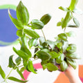 Inch Plant - Tradescantia zebrina 'Flame Dance' - Welsh Grown - Sprouts of Bristol