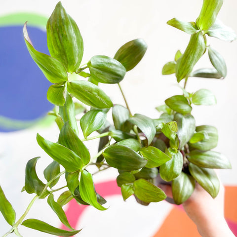 Inch Plant - Tradescantia zebrina 'Flame Dance' - Welsh Grown - Sprouts of Bristol