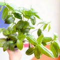 Inch Plant - Tradescantia zebrina 'Flame Dance' - Welsh Grown - Sprouts of Bristol