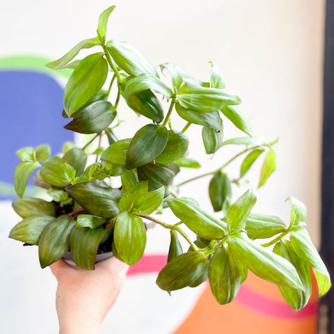 Inch Plant - Tradescantia zebrina 'Flame Dance' - Welsh Grown - Sprouts of Bristol