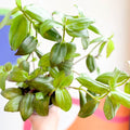 Inch Plant - Tradescantia zebrina 'Flame Dance' - Welsh Grown - Sprouts of Bristol