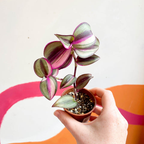 Inch Plant - Tradescantia zebrina 'Quadricolor' - Welsh Grown - Sprouts of Bristol