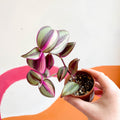 Inch Plant - Tradescantia zebrina 'Quadricolor' - Welsh Grown - Sprouts of Bristol