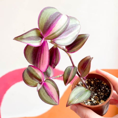 Inch Plant - Tradescantia zebrina 'Quadricolor' - Welsh Grown - Sprouts of Bristol
