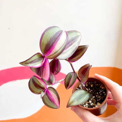 Inch Plant - Tradescantia zebrina 'Quadricolor' - Welsh Grown - Sprouts of Bristol
