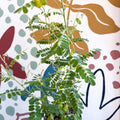 Indigofera heterantha - Himalayan Indigo - Sprouts of Bristol