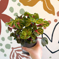 Iresine herbstii 'Funny Gold' - Bloodleaf - Sprouts of Bristol