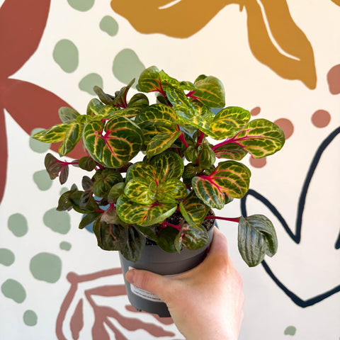 Iresine herbstii 'Funny Gold' - Bloodleaf - Sprouts of Bristol