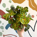 Iresine herbstii 'Funny Gold' - Bloodleaf - Sprouts of Bristol
