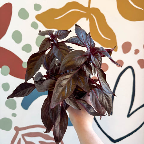 Iresine herbstii ‘Rich Darkstar’ - Bloodleaf - Sprouts of Bristol