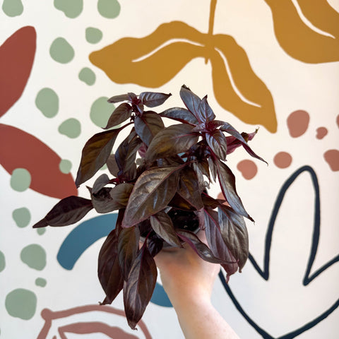 Iresine herbstii ‘Rich Darkstar’ - Bloodleaf - Sprouts of Bristol