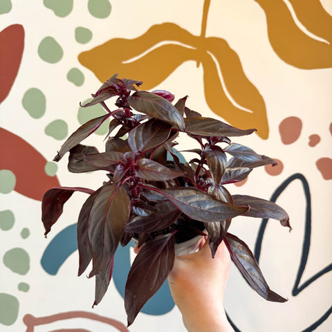 Iresine herbstii ‘Rich Darkstar’ - Bloodleaf - Sprouts of Bristol