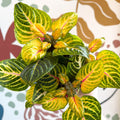Iresine herbstii 'Rich Goldstar' - Bloodleaf - Sprouts of Bristol