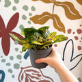 Iresine herbstii 'Rich Goldstar' - Bloodleaf - Sprouts of Bristol